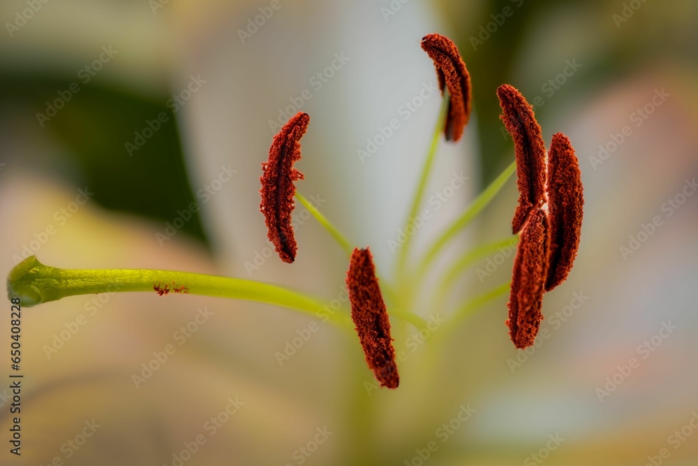 Close-up of the lily stamen on the blurry green background Close-up of the lily stamen on the blurry green background