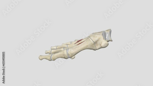 First Dorsal Interosseous Muscle of Foot photo