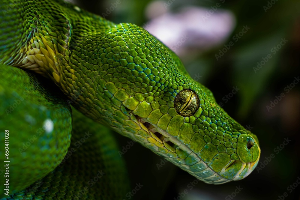 Naklejka premium a large green snake hanging out from the side of a tree