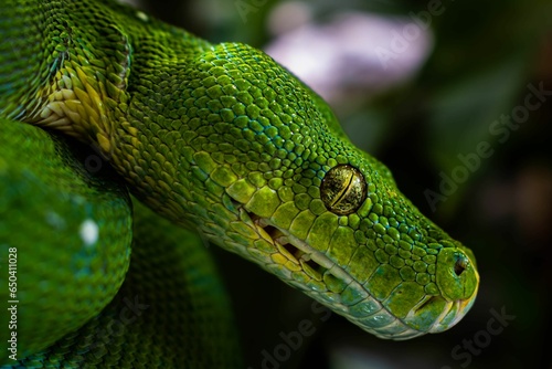 a large green snake hanging out from the side of a tree