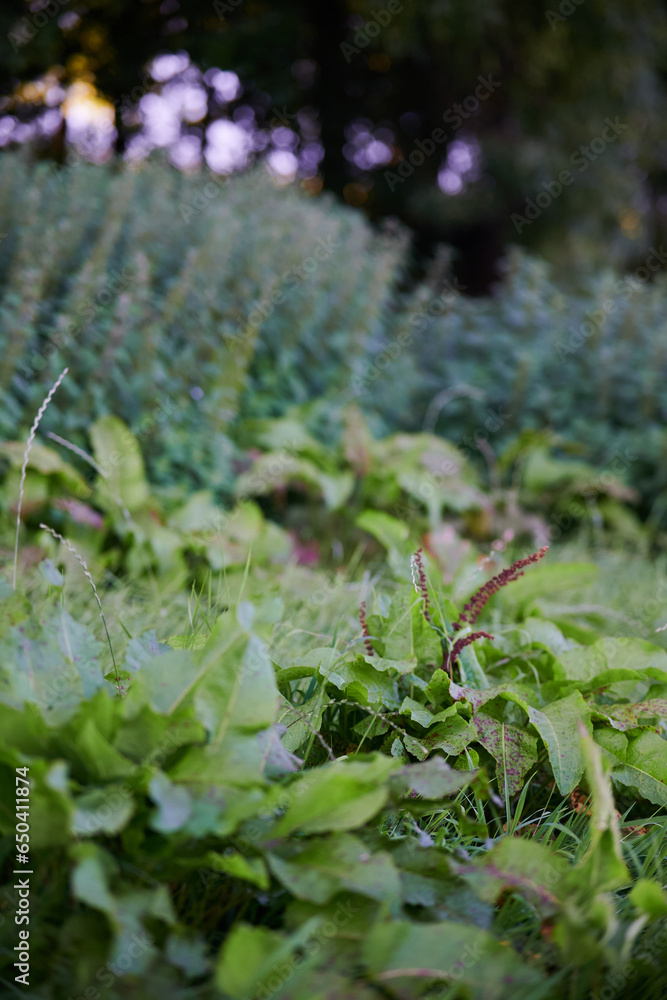 Obraz premium Burdock leaves with blurred image of nettles in background