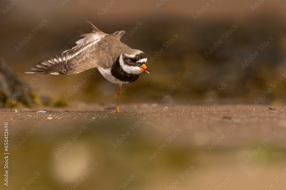Fototapeta premium Brown ringed plover (Charadrius hiaticula) walking along the shoreline of a pond