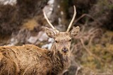 Close-up of a majestic red deer (Cervus elaphus) with an impressive set of antlers