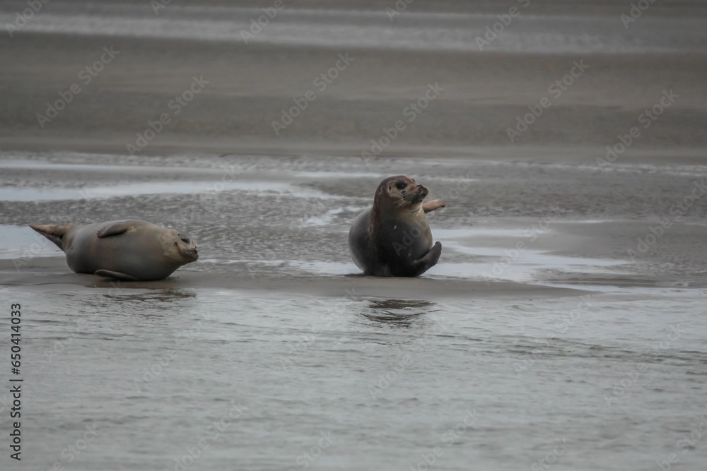 Fototapeta premium Closeup of two seals resting on the sandy shoreline