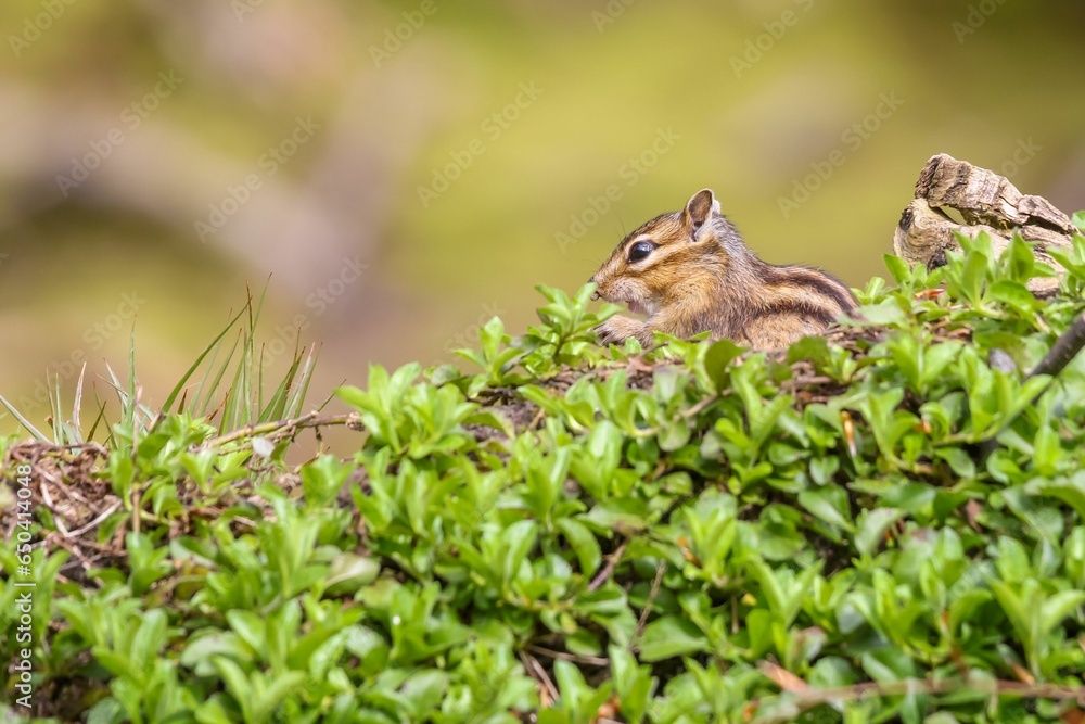 Closeup of a squirrel perched on a tree trunk Closeup of a squirrel perched on a tree trunk