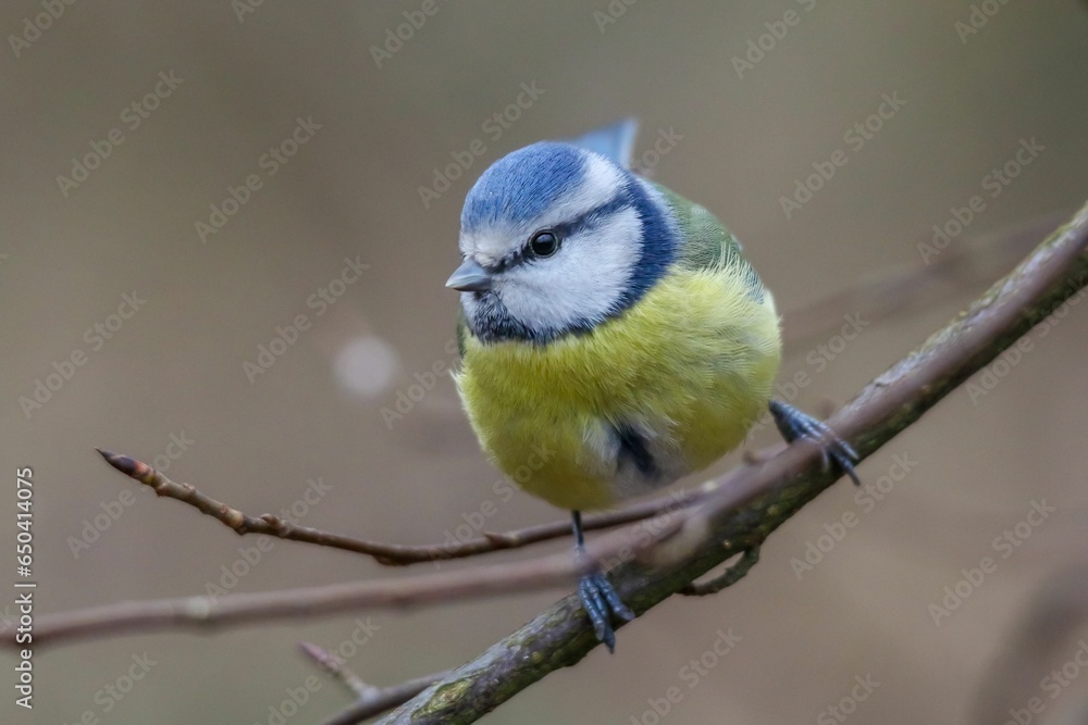 Closeup of a great tit perched on a tree branch Closeup of a great tit perched on a tree branch