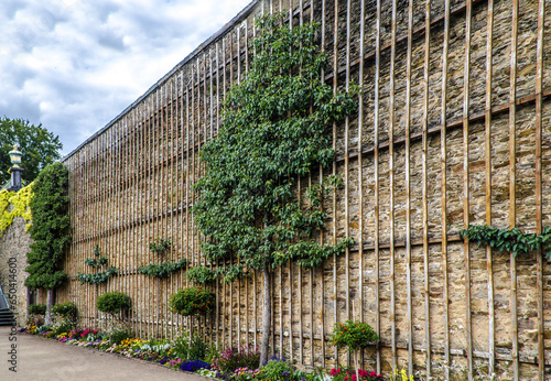 Photos Espalier fruit trees
