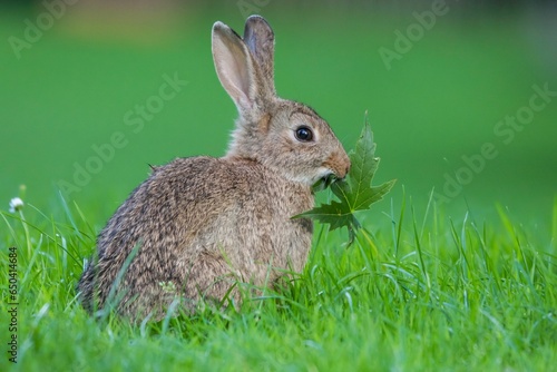 Rabbit lounging in a lush green field.