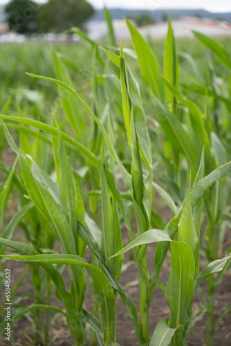 Close-up image of lush green foliage growing on a sunny day