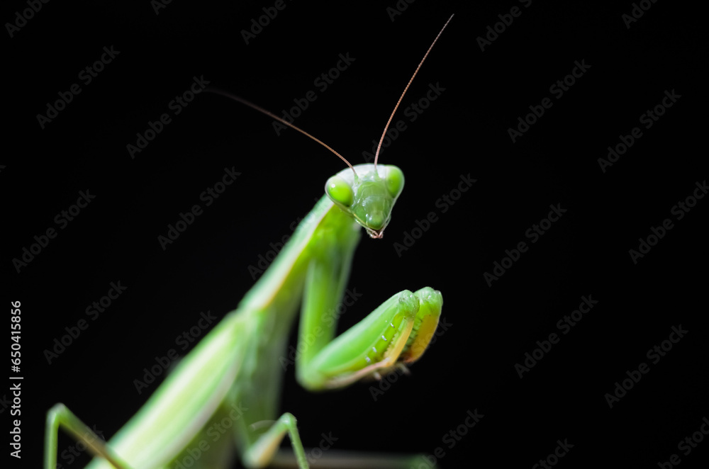 Praying Mantis (Mantis religiosa) on black background, closeup of photo. Macro shot. Praying Mantis (Mantis religiosa) on black background, closeup of photo. Macro shot.