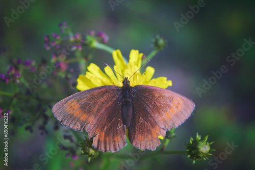 Nigella ligea, or nigella Ligeya, or nigella coffee, or brown satyr lat. Erebia ligea is a diurnal butterfly from the marigold family , a species of the genus Erebia.