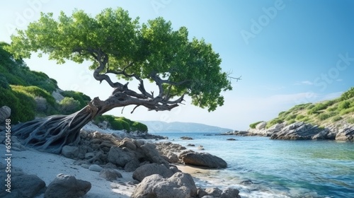 A tree on a rocky beach next to the ocean