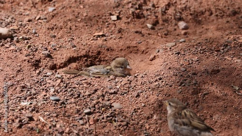 Sahel bush sparrow sitting on dirt hile in the ground on a  sunny day photo