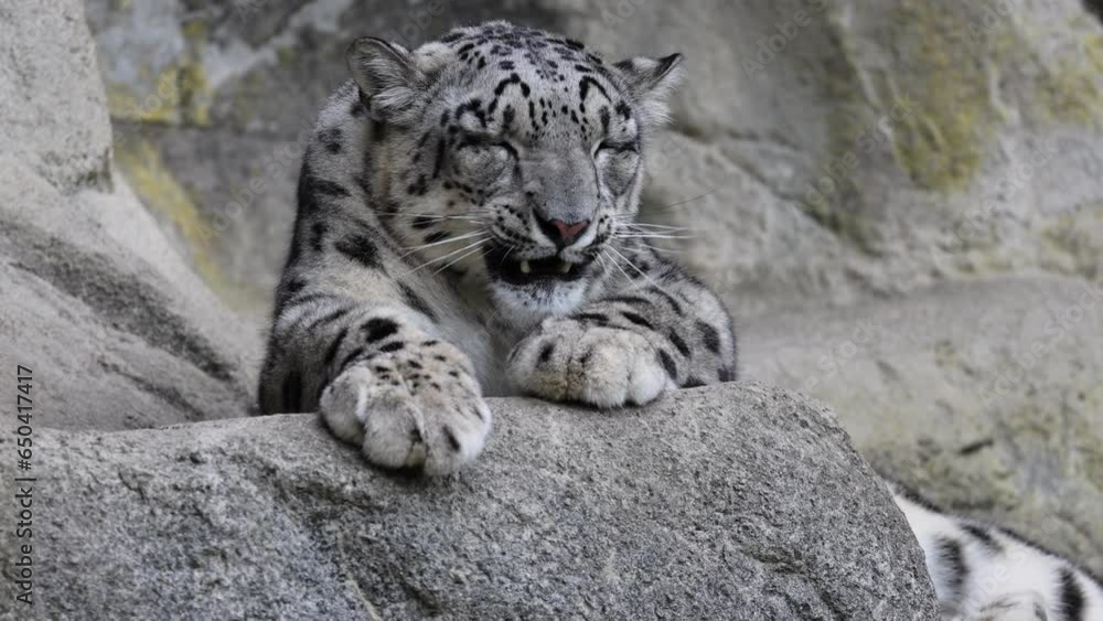 Sleepy Snow leopard yawning and leaking his legs in the forest