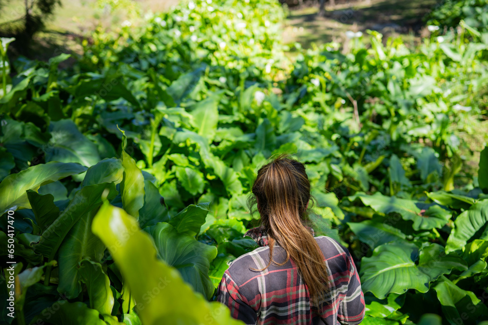 organic female farmer in a flower field on a farm organic female farmer in a flower field on a farm