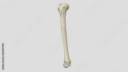 The interosseous membrane of the leg is also referred to as the middle tibiofibular ligament photo