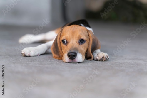 Brown and white canine resting on the floor, its paw resting on its face in a relaxed position