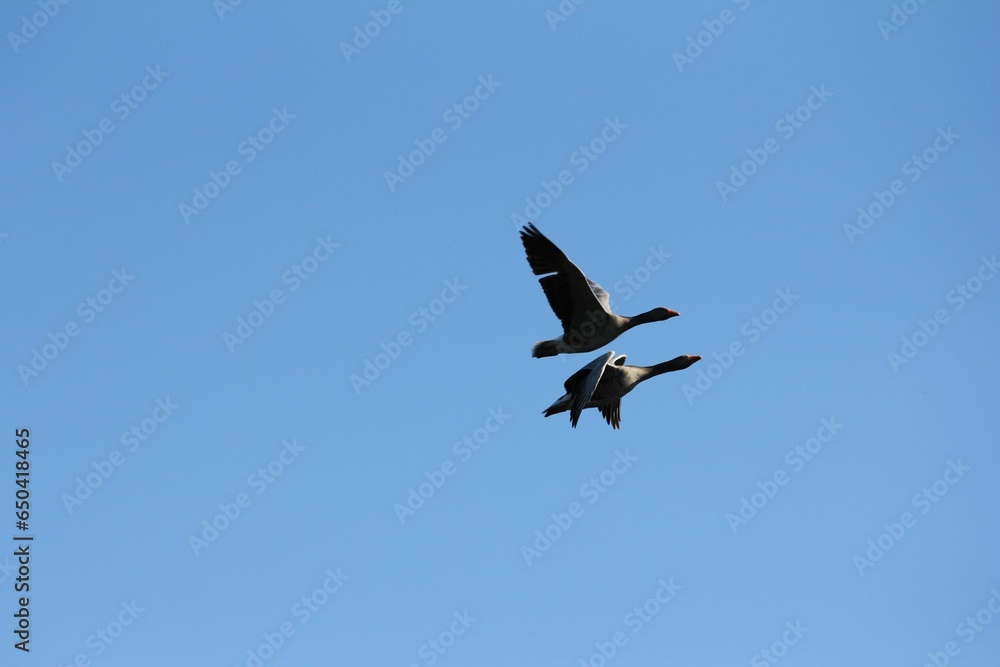 two geese flying overhead together in a clear sky setting stock photo - 44625