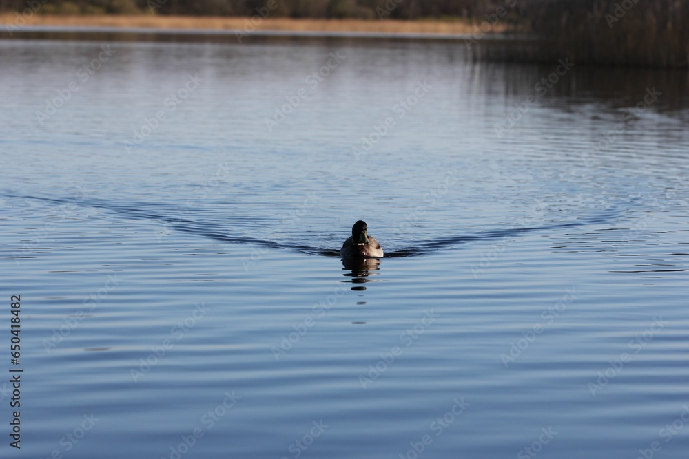 the duck is swimming in the calm blue waters of a lake the duck is swimming in the calm blue waters of a lake