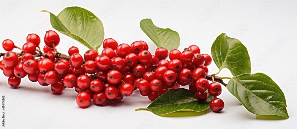 Red coffee beans and berries on a branch of a coffee tree ripe and unripe isolated on a white background Red coffee beans and berries on a branch of a coffee tree ripe and unripe isolated on a white background