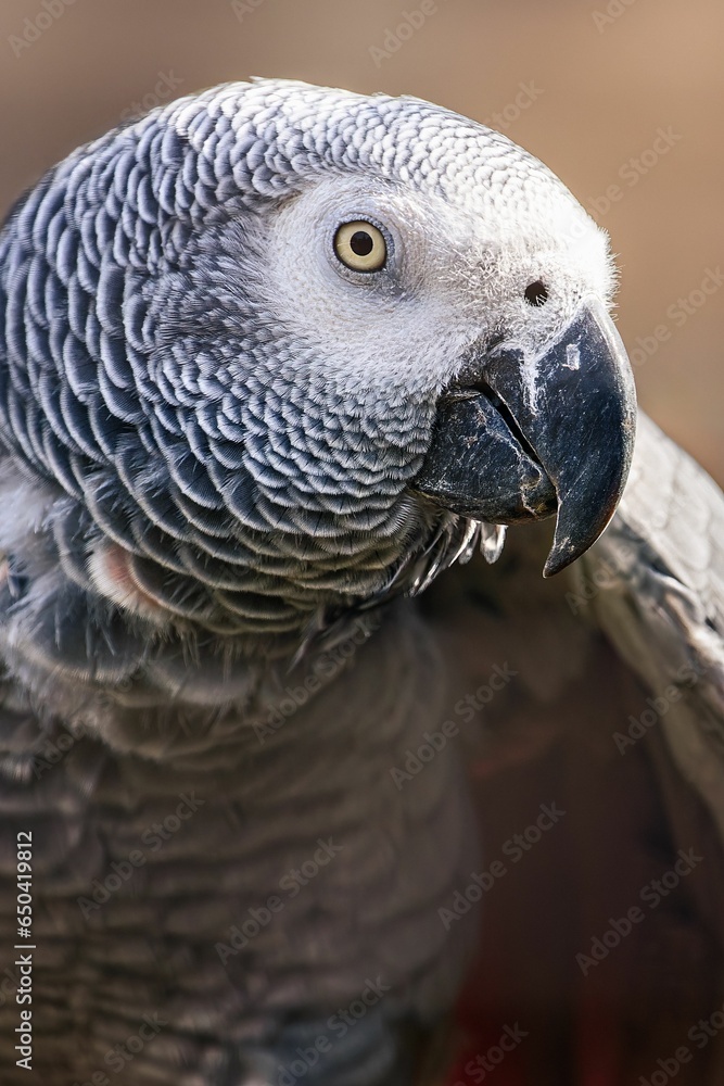 Obraz premium a bird perched on a branch with its mouth open and its wing stretched