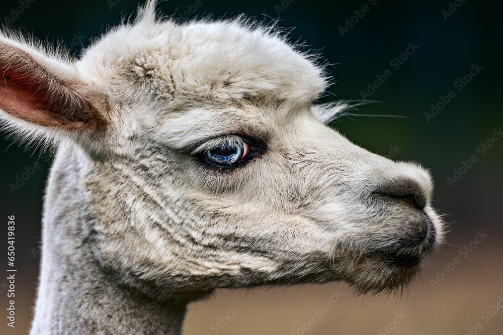 Fototapeta premium an alpach with large blue eyes stares toward the camera