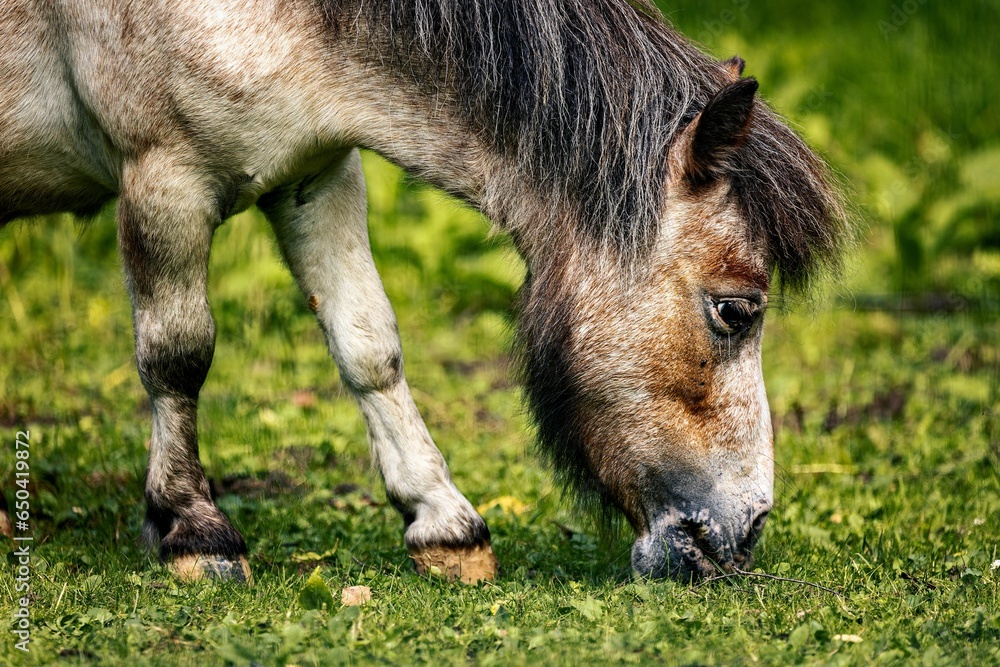 a horse sniffing grass on the ground in the day time a horse sniffing grass on the ground in the day time