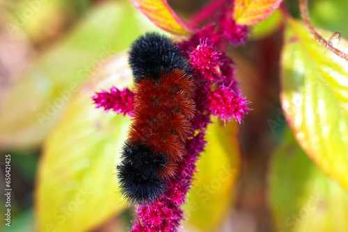 Foto Black and brown woolly bear caterpillar on red flower.