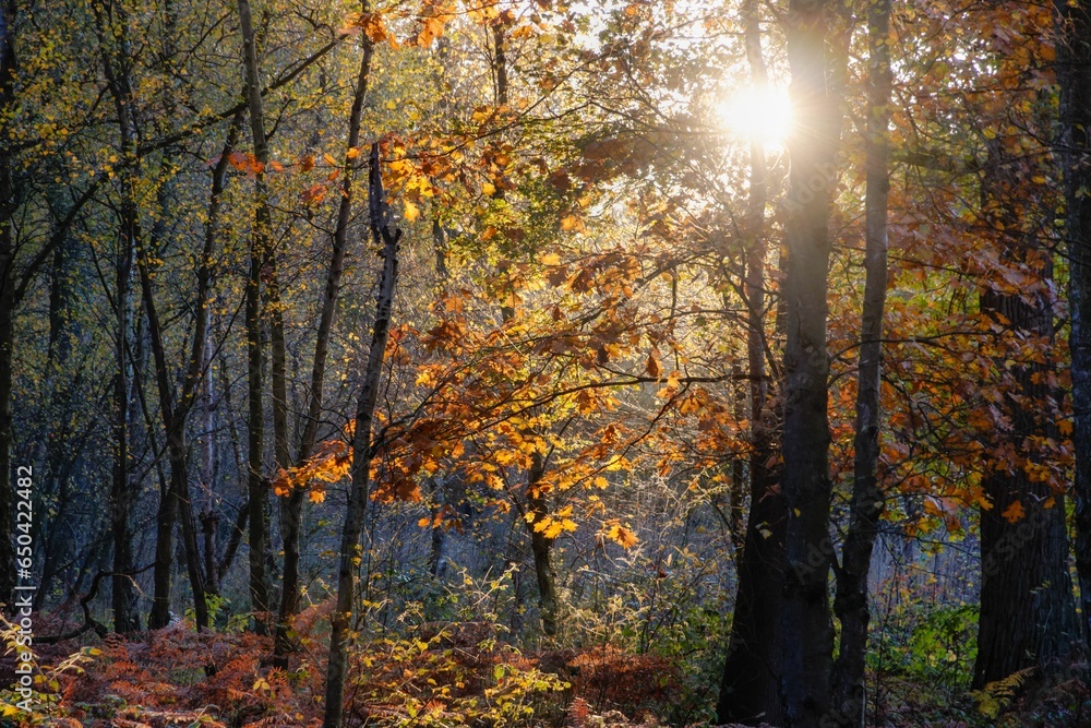 Scenic view of sunlight beaming through trees in a forest in autumn Scenic view of sunlight beaming through trees in a forest in autumn