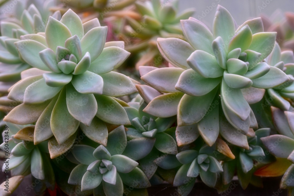 Image of vibrant green Ghost Plants, Stonecrop potted in a white ceramic planter