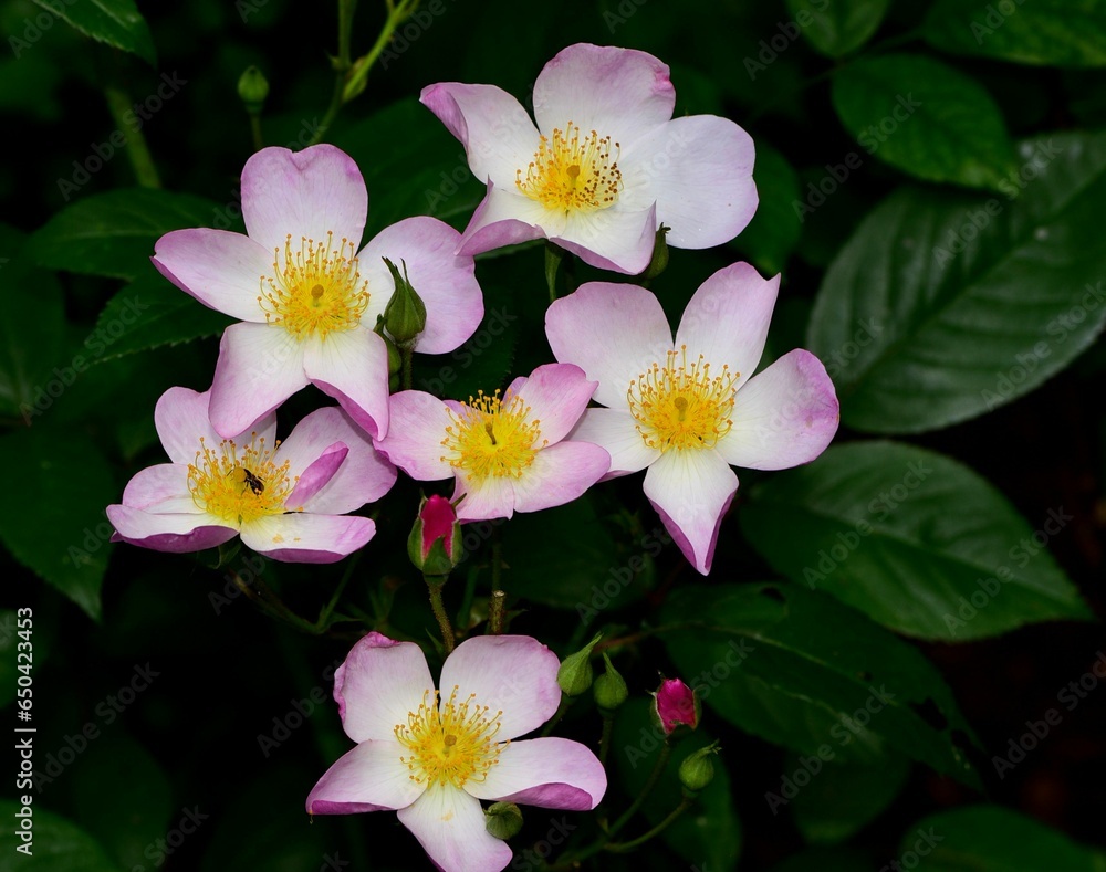 Closeup shot of blooming lyda rose flowers in a garden Closeup shot of blooming lyda rose flowers in a garden