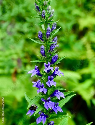 Принти на полотні Close-up of a vibrant, purple Great Blue Lobelia
flower bed against a lush, gree
