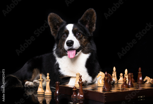 Cardigan Welsh Corgi on a black background plays chess, smart dog