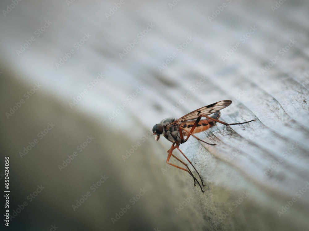 Closeup of a Rhagio fly atop a wooden surface Closeup of a Rhagio fly atop a wooden surface