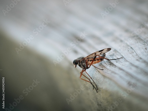Closeup of a Rhagio fly atop a wooden surface © Steffen Zenker/Wirestock Creators
