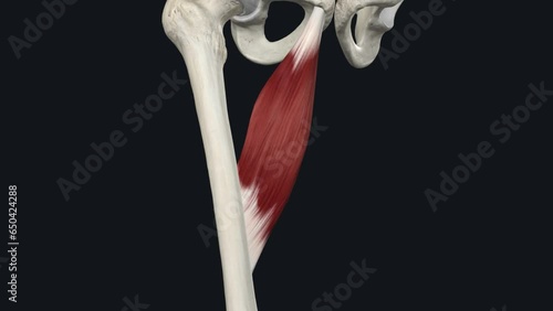 Adductor longus is one of the adductor muscles of the medial thigh photo