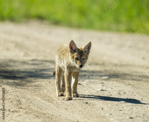 Closeup shot of a small brown coyote pup walking on a dirt road