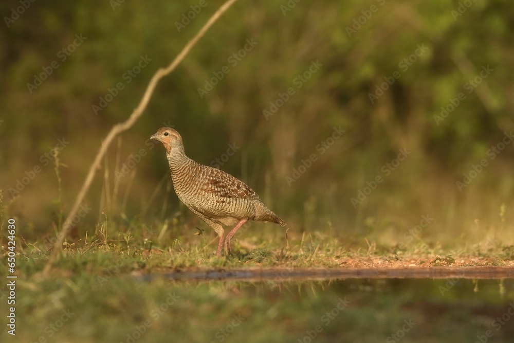 Gray francolin (Ortygornis pondicerianus) beside a tranquil body of water Gray francolin (Ortygornis pondicerianus) beside a tranquil body of water