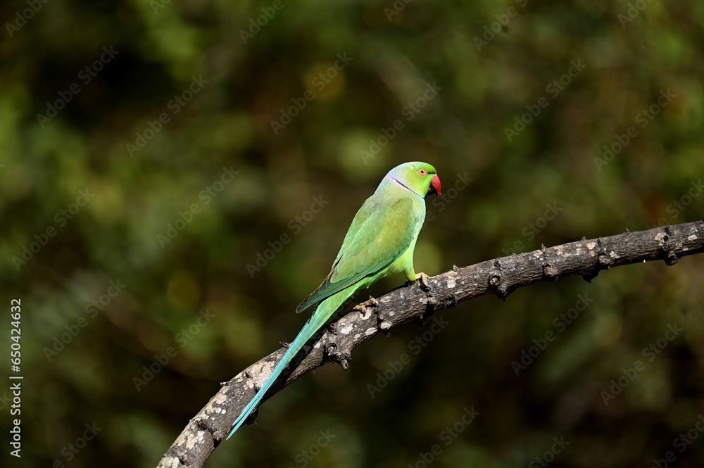 Green parrot perched on a tree branch Green parrot perched on a tree branch