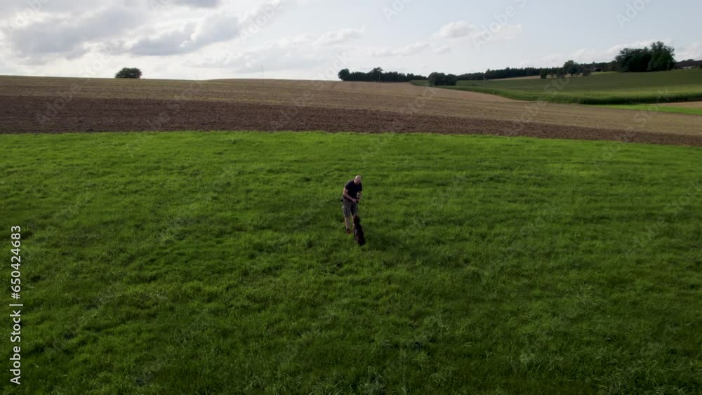 Drone shot over a bold man playing and walking with his black dog on lawn grass field Drone shot over a bold man playing and walking with his black dog on lawn grass field