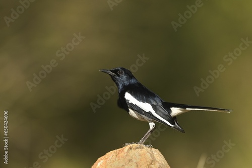 Black and white bird perched on top of a rock