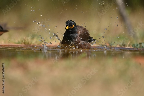 Bird bathing in water