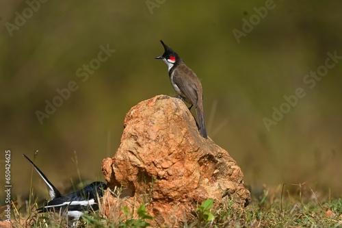 Red-whiskered bulbul (Pycnonotus jocosus) perched on a rock photo