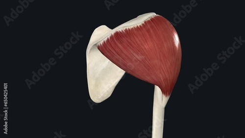 The deltoid is formed of acromial, clavicular and scapular spinal parts photo