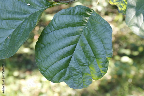 alnus glutinosa, common alder