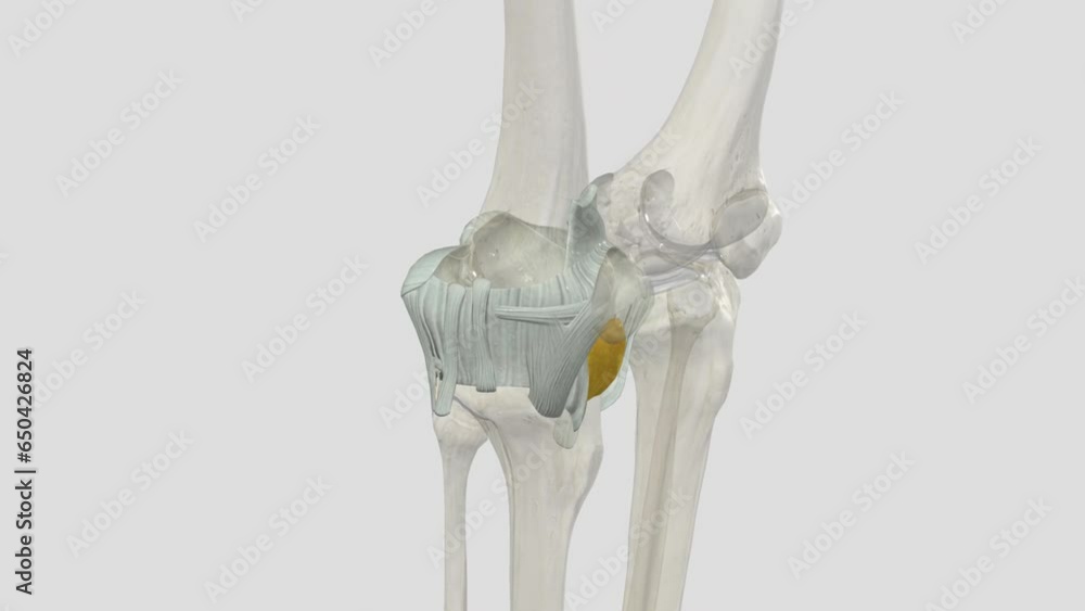 The knee joint is a hinge type synovial joint, which mainly allows for