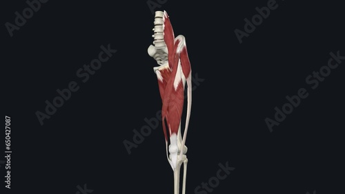The pectineus muscle is a hip adductor, one of a group of five large muscles on the medial thigh photo
