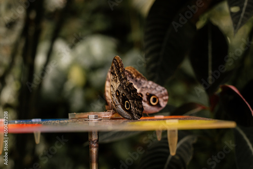 Big tropical black and orange Caligo atreus sitting on green leaf, Wild insects and animals, great yellow-edged giant owl lives from Mexico to Peru, Botanical Garden in Prague, butterfly exhibition photo