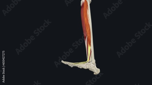 Extensor digitorum longus (EDL muscle) is a feather-like muscle of the anterior (extensor) compartment of leg photo