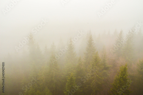 Forest in a magical fog, mystical landscape under the fog, the fog creates an illusion
